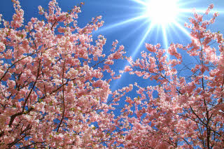 Foto: Mostphotos.com spring-japanese-cherry-blossoms.jpg